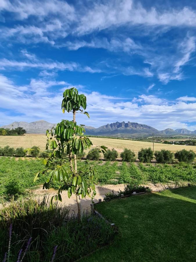 Vineyard Cottage At Bosman Wines Уелингтън Екстериор снимка